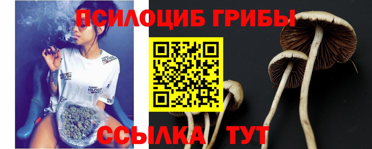 Галлюциногенные грибы MAGIC MUSHROOMS  Вход с VPN  Камышин 